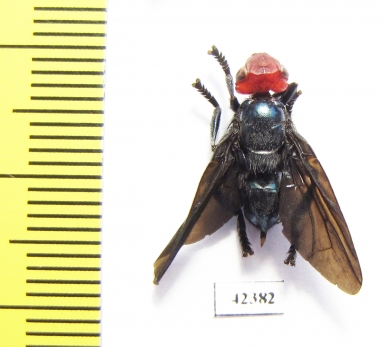 Bromophila caffra  South Africa Rep. - INSECTS-STORE.RU