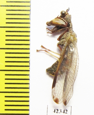 Mantispidae sp.  South Africa Rep. - INSECTS-STORE.RU
