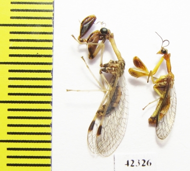 Mantispidae sp.  South Africa Rep. - INSECTS-STORE.RU