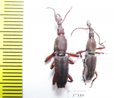 Brentidae sp.  Ecuador - INSECTS-STORE.RU