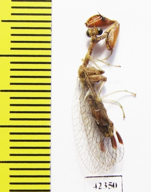 Mantispidae sp.  South Africa Rep. - INSECTS-STORE.RU