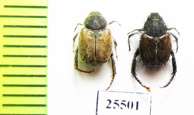 Hopliini sp.  South Africa Rep. - INSECTS-STORE.RU