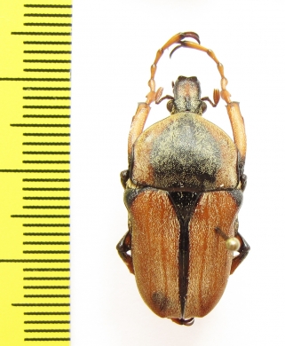 Cosmiomorpha sp.  China, Shaanxi prov. - INSECTS-STORE.RU