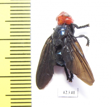 Bromophila caffra  South Africa Rep. - INSECTS-STORE.RU