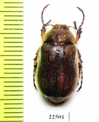 Aplidia etrusca  Italy - INSECTS-STORE.RU