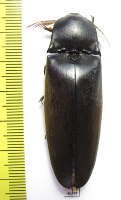 Elteridae sp.  Thailand 58mm - INSECTS-STORE.RU