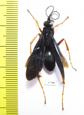 Hymenoptera sp.  South Africa Rep. - INSECTS-STORE.RU