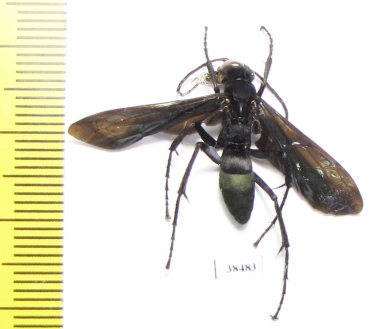 Hymenoptera sp.  Zambia - INSECTS-STORE.RU