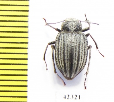 Earophanta collaris  Kazakhstan - INSECTS-STORE.RU