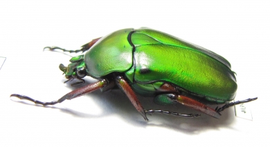 Trigonophorus foveiceps, female  Thailand - INSECTS-STORE.RU