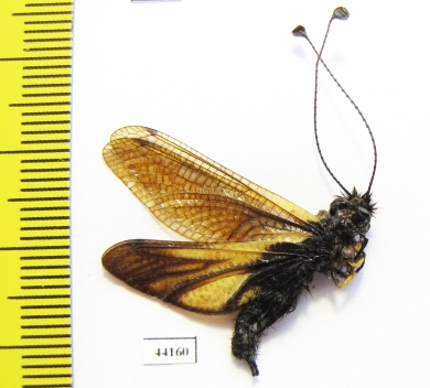 Ascalaphidae sp.  Russia, Far East - INSECTS-STORE.RU