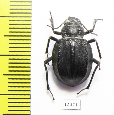 Podhomala serrata  Kazakhstan - INSECTS-STORE.RU
