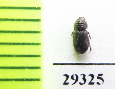 Rhyssemodes sindicus  Afghanistan - INSECTS-STORE.RU