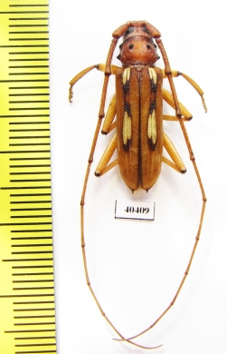 Pantomallus costulatus  Peru - INSECTS-STORE.RU