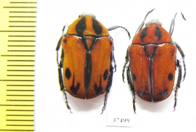 Atrichiana placida ssp.  South Africa Rep. - INSECTS-STORE.RU