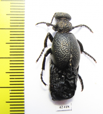 Meloe tuccius  Kyrgyzstan - INSECTS-STORE.RU