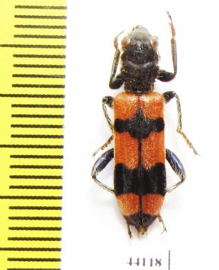 Trichodes longissimus  Turkey, Van prov. - INSECTS-STORE.RU