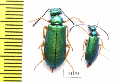 Teratolytta flavipes, pair  Turkey, Van prov. - INSECTS-STORE.RU