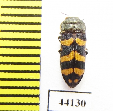 Acmaeoderella sp.  Turkey, Van prov. - INSECTS-STORE.RU