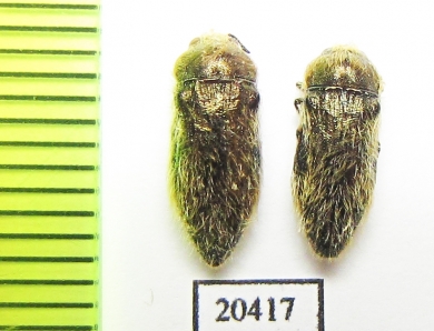 Acmaeoderella vetusta  Iran, Esfahan prov. - INSECTS-STORE.RU