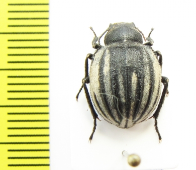 Pterocoma balchashense  Kazakhstan - INSECTS-STORE.RU