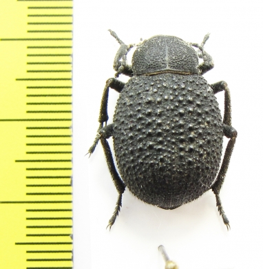 Pachyscelis musiva  Armenia - INSECTS-STORE.RU