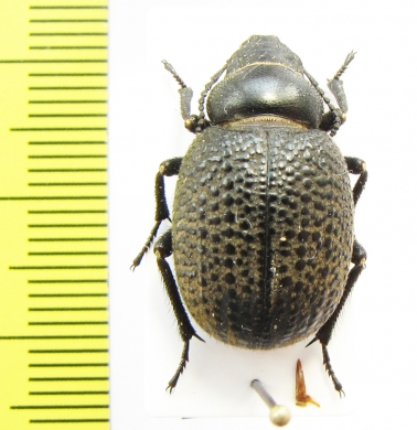 Pachyscelis metopotapha  Iran, Golestan prov. - INSECTS-STORE.RU