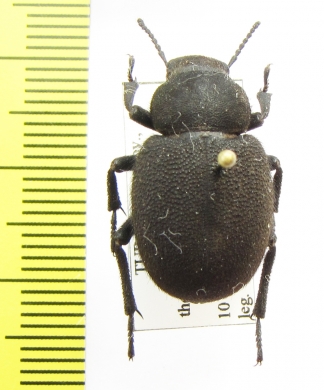 Pachyscelis villosa  Turkey - INSECTS-STORE.RU