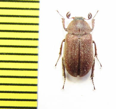 Nicagus japonicus  Japan - INSECTS-STORE.RU