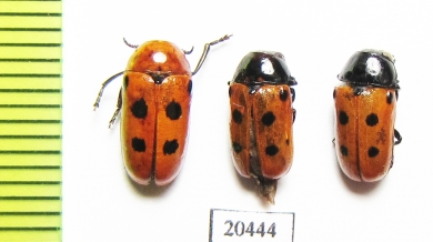 Chrysomelidae sp.  Morocco - INSECTS-STORE.RU