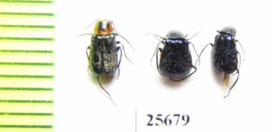 Melyridae sp.  South Africa Rep. - INSECTS-STORE.RU