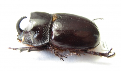 Dynastinae sp.  Indonesia, Java - INSECTS-STORE.RU
