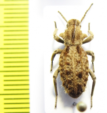 Sepidiini, Vieta muscosa  Tanzania - INSECTS-STORE.RU