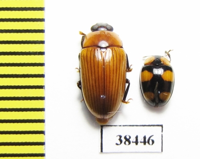 Erotylidae sp.  Malaysia - INSECTS-STORE.RU