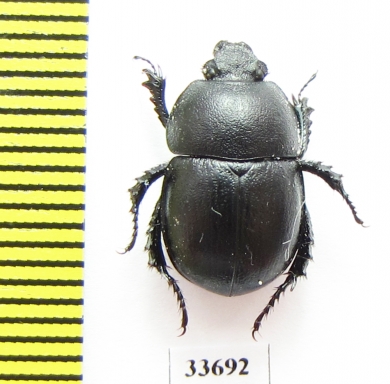 Odontotrypes pauma China - INSECTS-STORE.RU