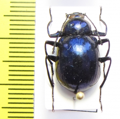 Tenebrionidae sp.  Vietnam - INSECTS-STORE.RU