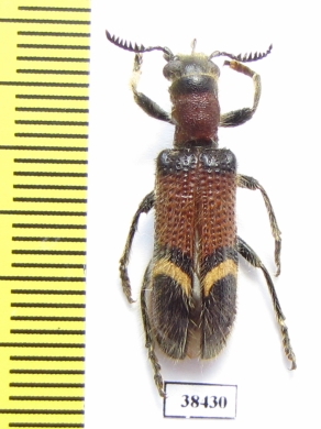 Cleridae sp.  Malaysia, Borneo - INSECTS-STORE.RU