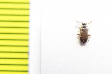 Aderidae, Euglenes pygmaeus  Russia, Tver reg. - INSECTS-STORE.RU