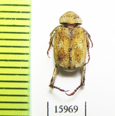 Hopliini sp.  China - INSECTS-STORE.RU