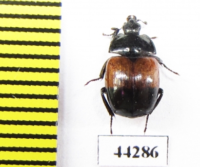Sphaerites dimidiatus  China, Gansu prov. - INSECTS-STORE.RU