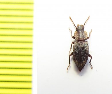 Hexagonochilus tuberculatus  Chile - INSECTS-STORE.RU