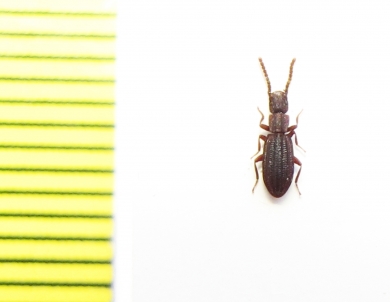 Grammicus chilensis  Chile - INSECTS-STORE.RU