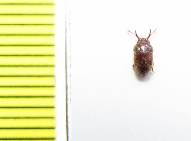 Pterogeniidae, Histanocerus sp., male  Philippines - INSECTS-STORE.RU