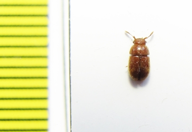 Pterogeniidae, Histanocerus sp., female  Philippines - INSECTS-STORE.RU