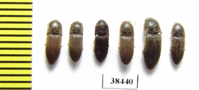Elateridae sp.  South Africa Rep.   - INSECTS-STORE.RU
