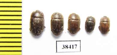 Nitidulidae sp.  South Africa Rep. - INSECTS-STORE.RU