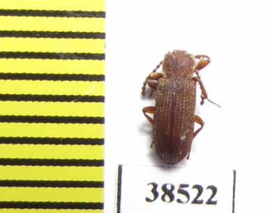 Tenebrionidae sp.  Guinee   - INSECTS-STORE.RU
