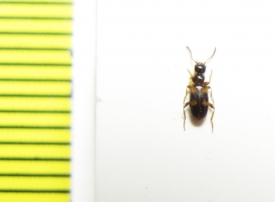 Anthicidae, Omonadus bifasciatus  Russia, Astrakhan reg. - INSECTS-STORE.RU