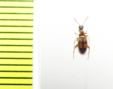 Anthicidae, Anthicus gratiosus  Russia, Astrakhan reg. - INSECTS-STORE.RU