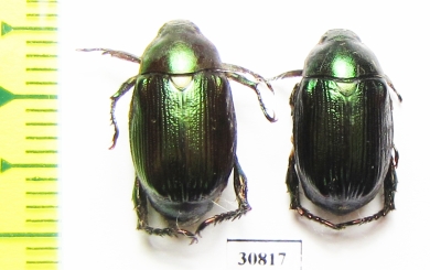 Rutelinae sp.  Peru - INSECTS-STORE.RU